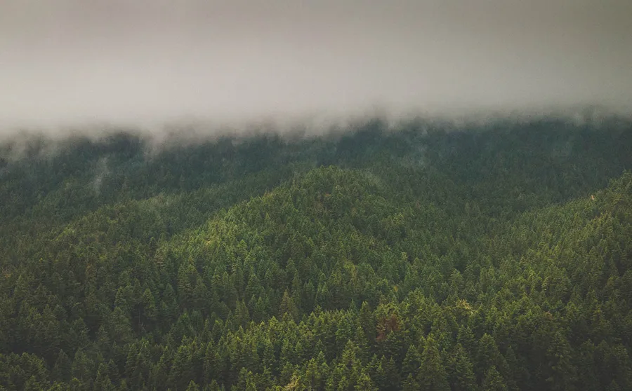Cloud lying over the forested slopes