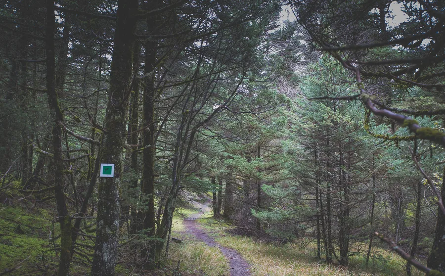A blue waymark on a trunk beside the path
