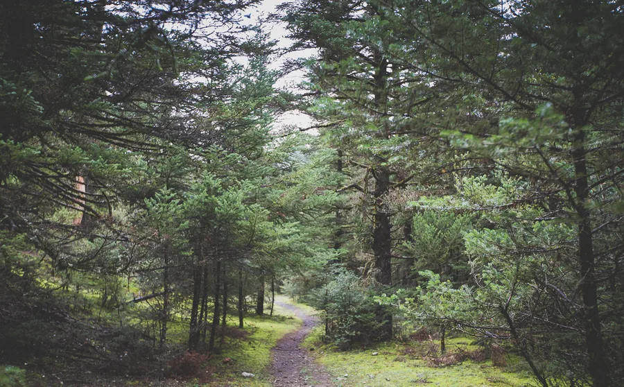 A forest path under tall firs