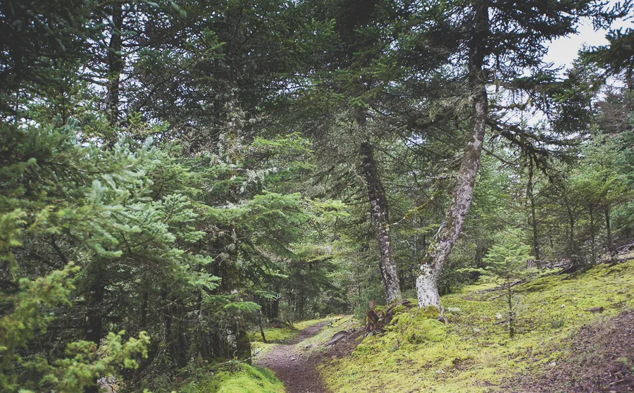 A trail winding through the forest