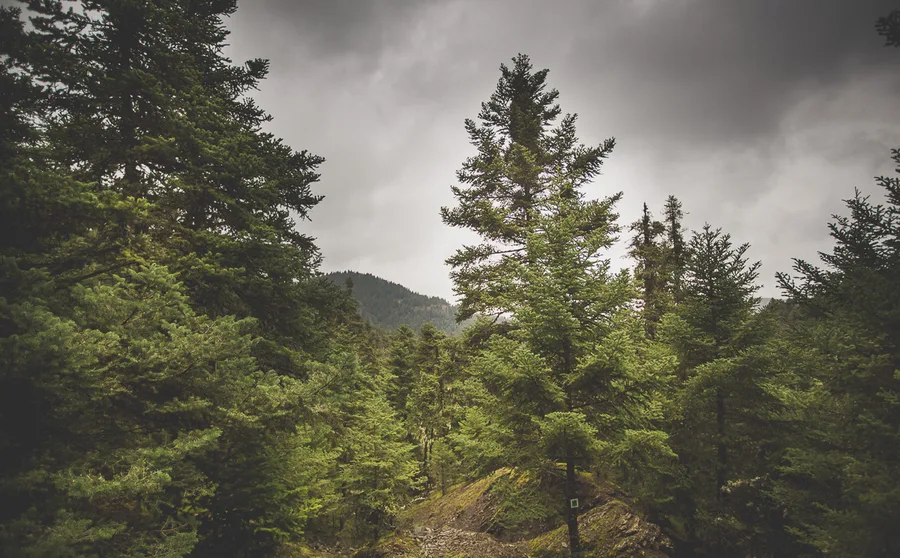 Firs against a cloudy sky