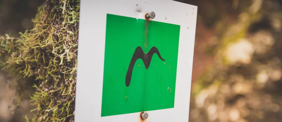 A green Menalon Trail waymark on a branch