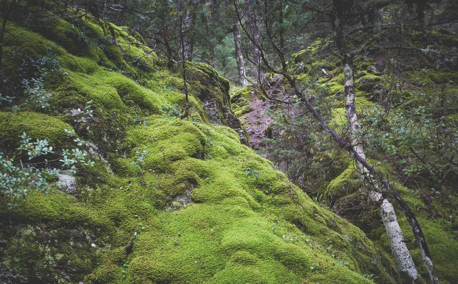Moss over rock beside the trail