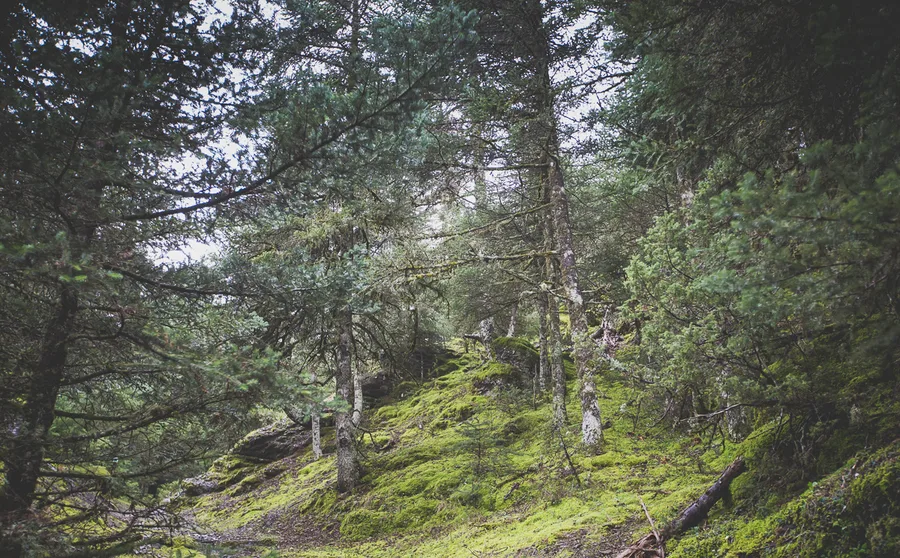 A trail through open fir forest