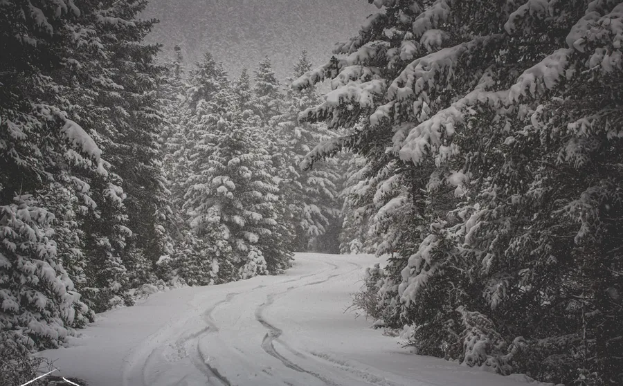 A snowy forest road with tracks in it