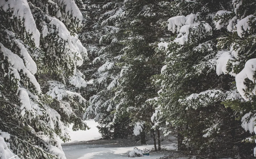 Firs and a snow-covered track