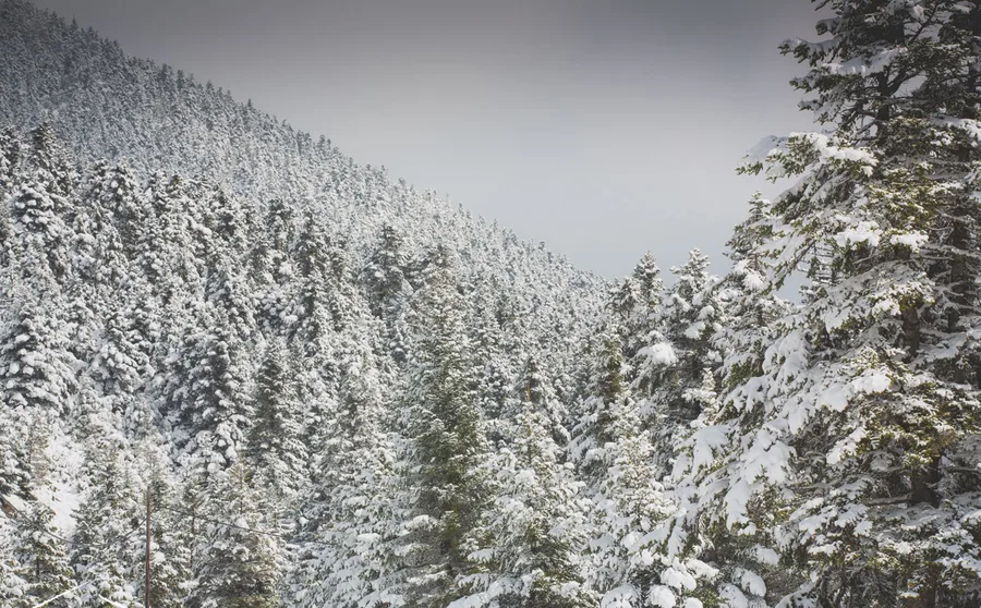 A snowy slope with firs