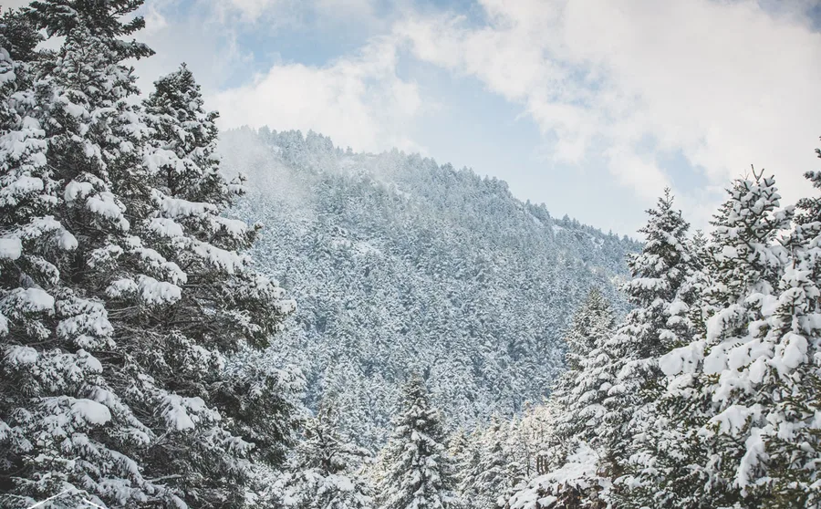 Snowy firs with the mountain behind