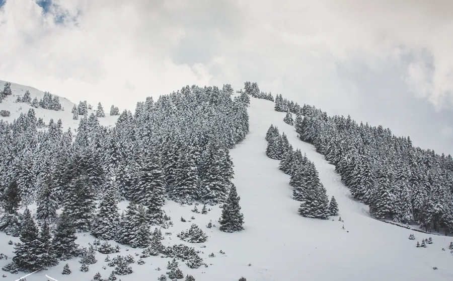 A ski run through snow-covered firs