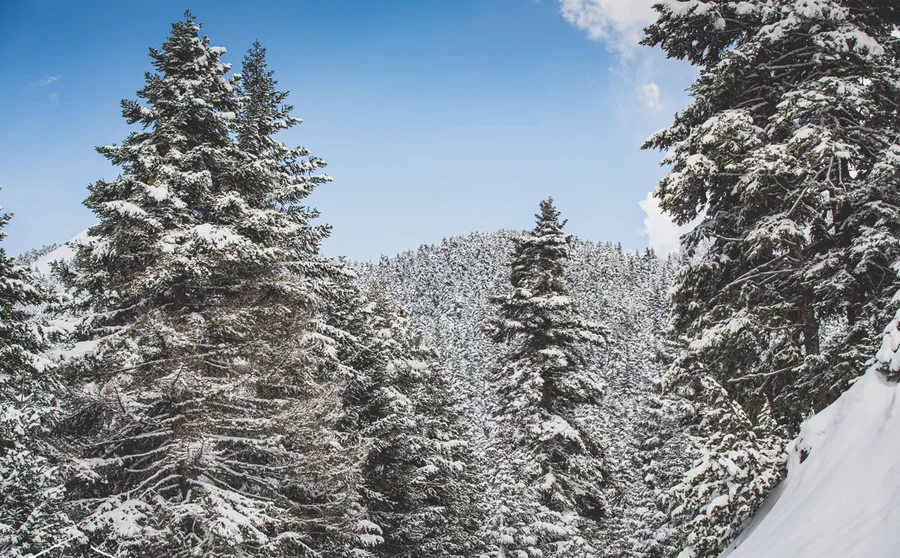 A fir against blue sky, with snowy slopes below
