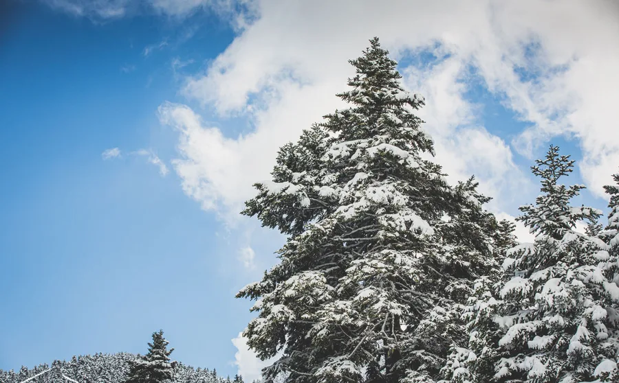 A snow-laden fir against blue sky and cloud