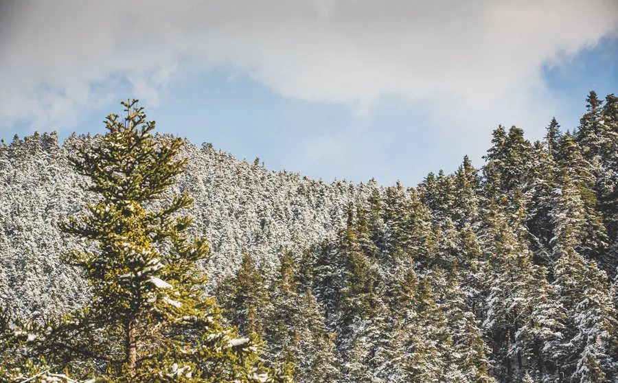 A sunlit fir above a snowy slope