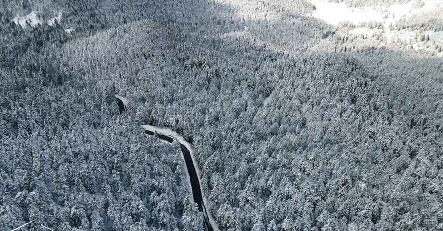 A road winding through white forest, from above