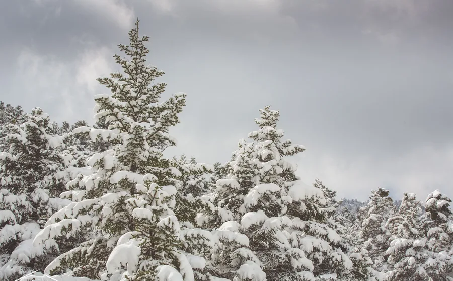 Fir trees heavy with snow