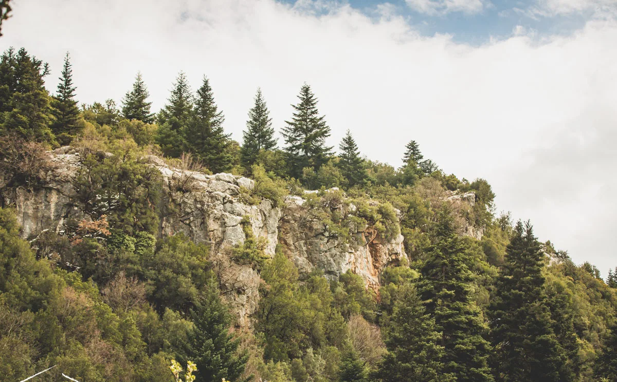 A rocky ridge with firs against the sky