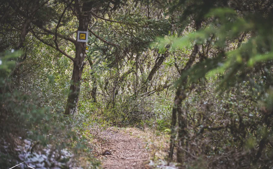 The path through the trees, with a waymark