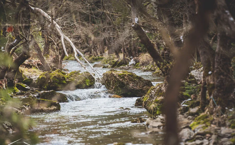 The river under the trees