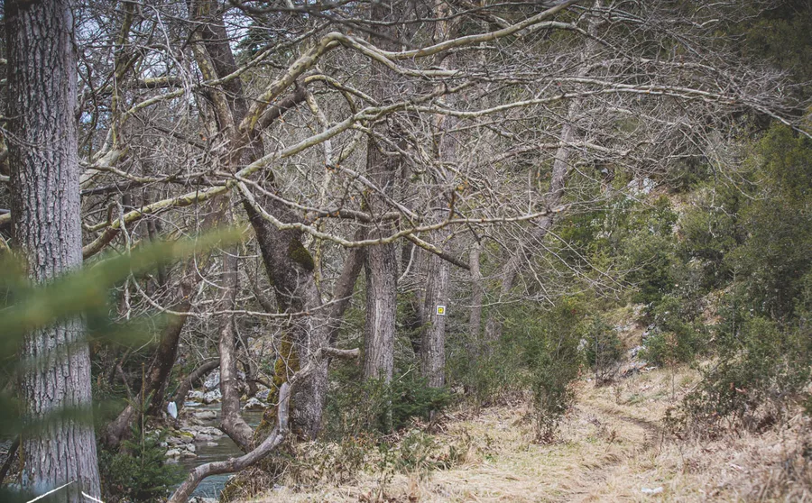 The trail beside the river through bare trees