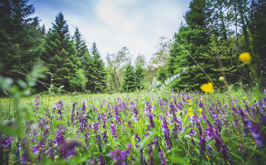 A meadow of purple flowers in the fir forest