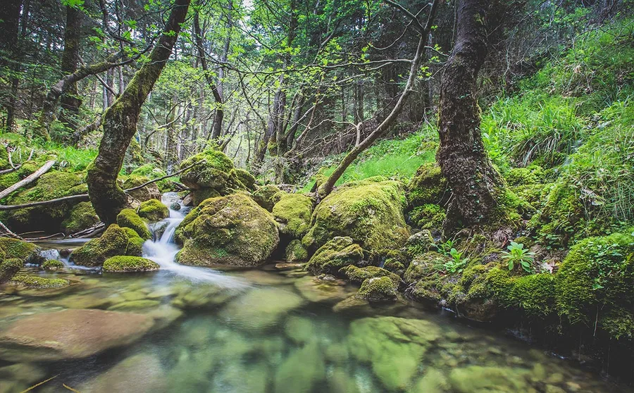 A stream running through a mossy glade
