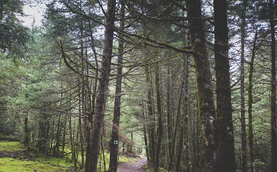 A path through slender firs