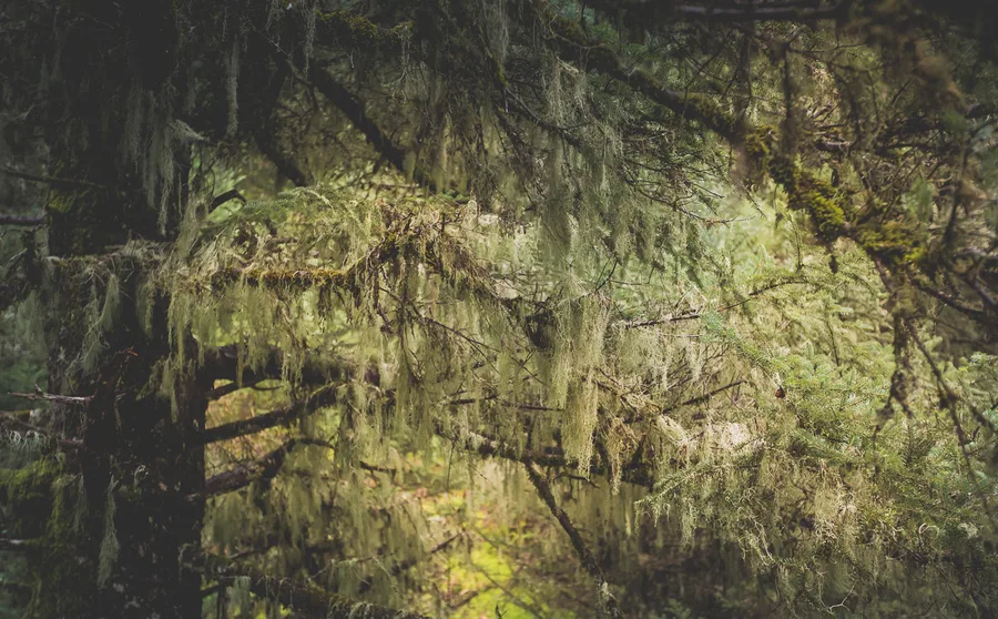 Lichen-draped branches