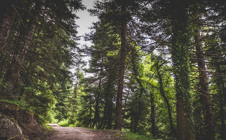 A forest track in dappled light