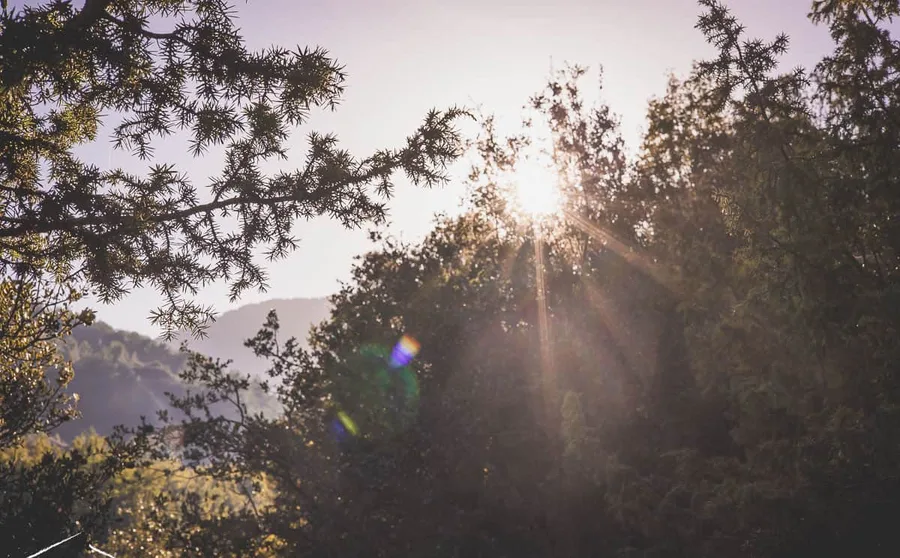 Sun through the trees on the trail