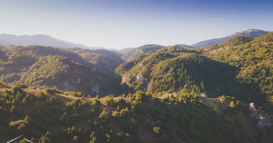 Forest ridges in evening light