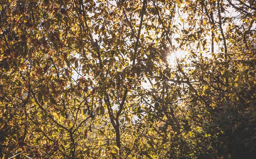 Sunlight through oak leaves