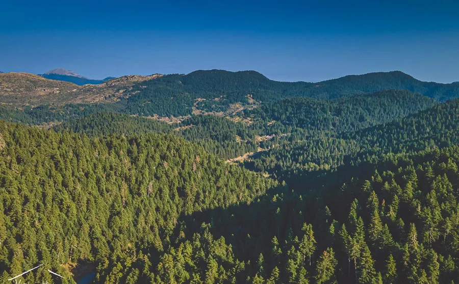 Fir-covered ridges under a blue sky