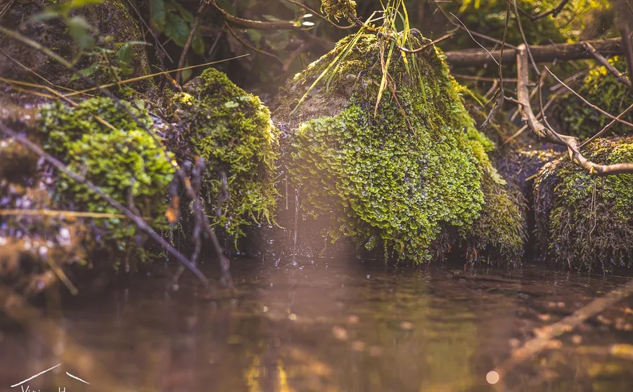 A mossy rock in a pool