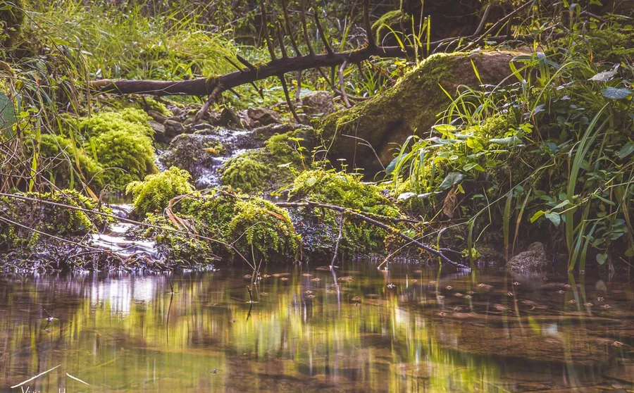 A stream among mossy boulders
