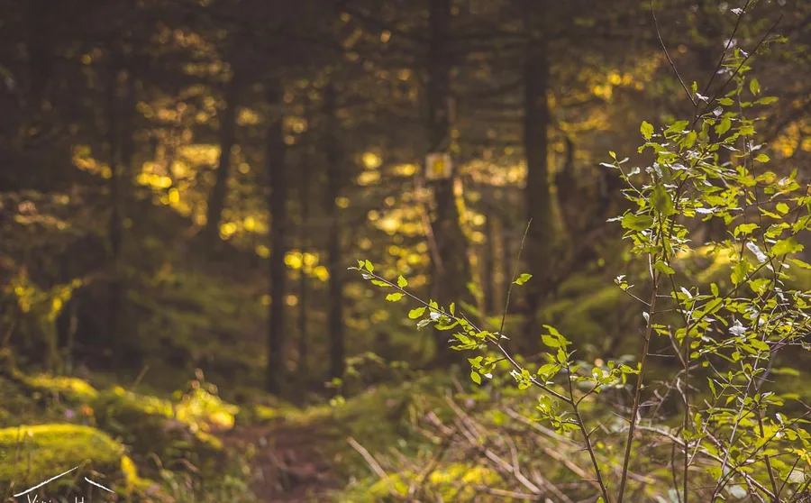 Light through the firs