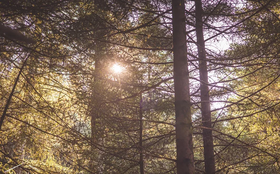 Sun between tall firs