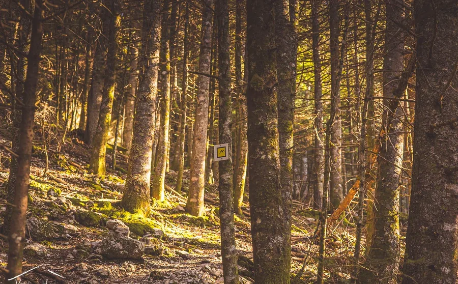 Tall firs with a waymark