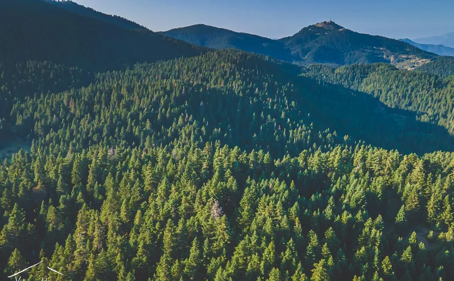 A peak above endless fir forest