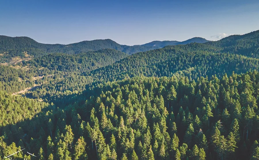 Ridges of fir forest from above