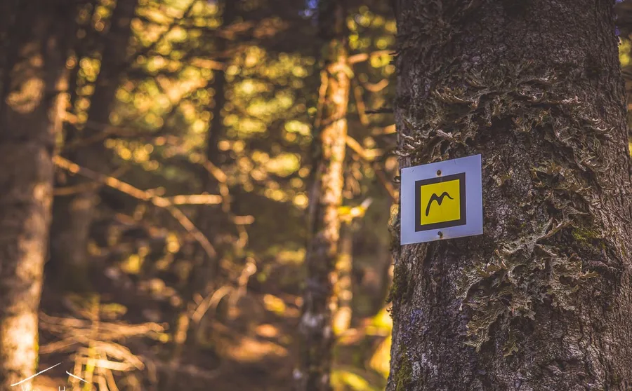 A yellow waymark on a trunk