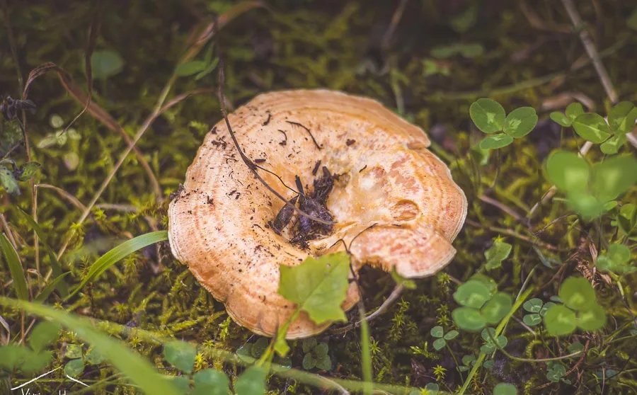 A mushroom in the grass