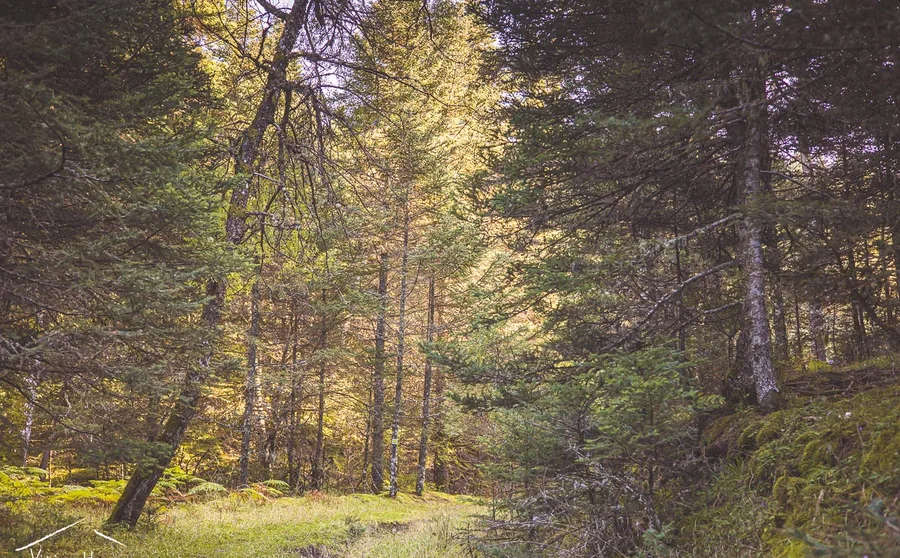 A sunlit forest track