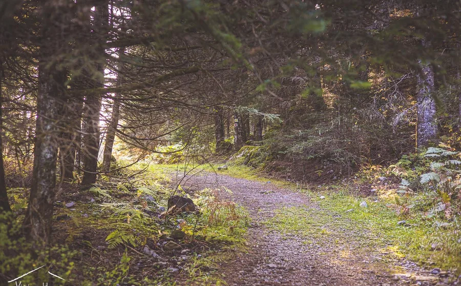A track through the forest