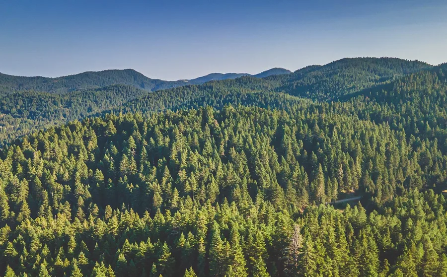 Fir forest rolling to the horizon