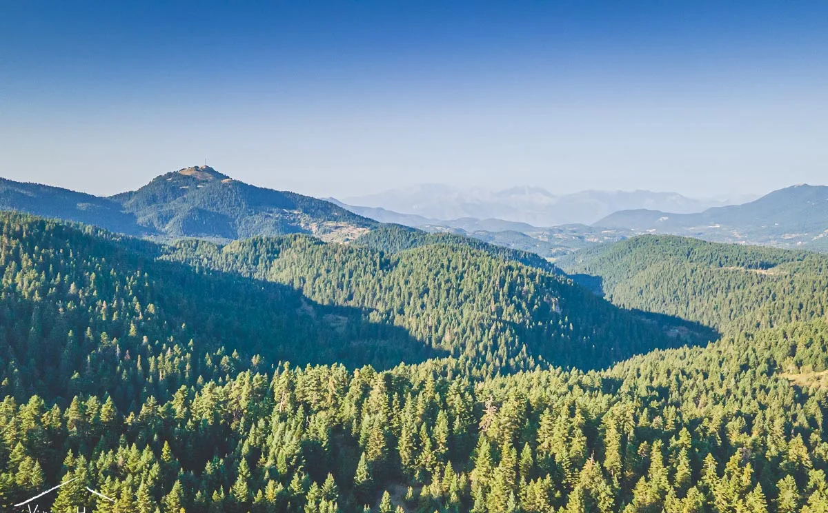 A valley of firs from above