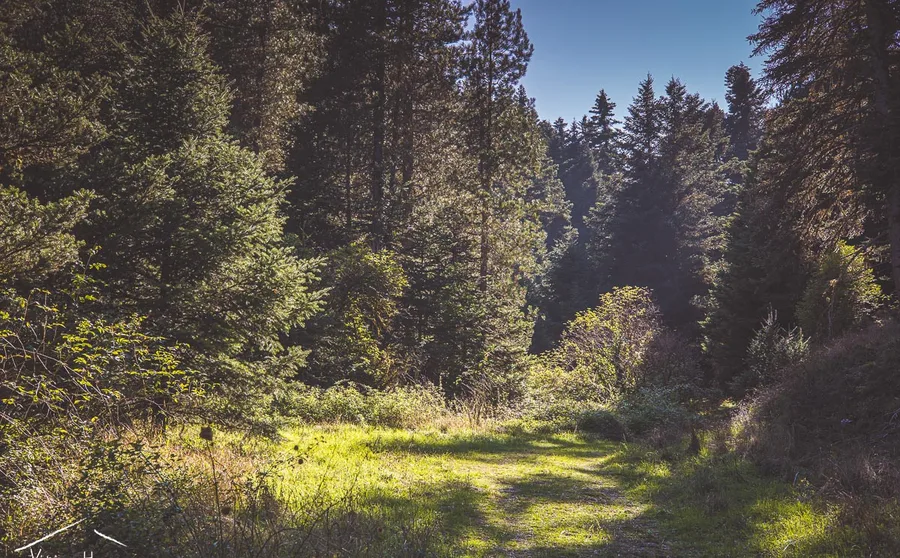 A grassy forest track