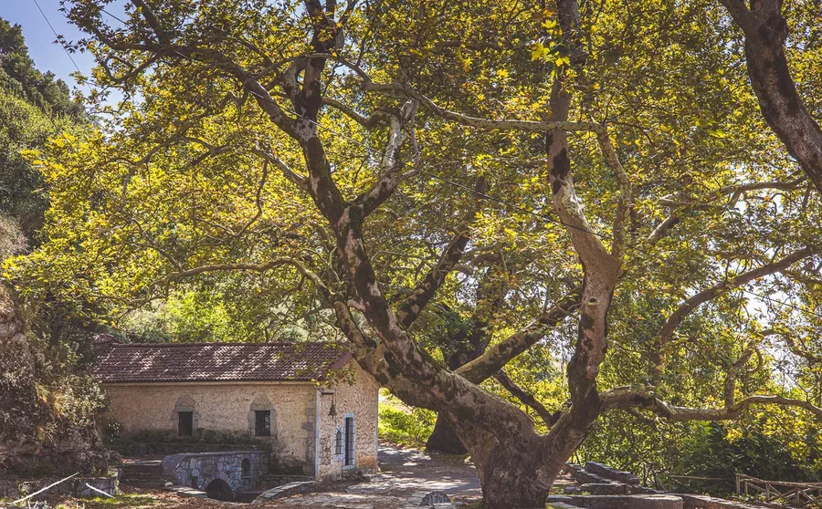 A stone building beneath a large plane tree