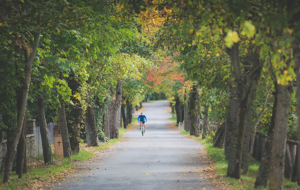 A line of trees along a path on the estate in autumn light