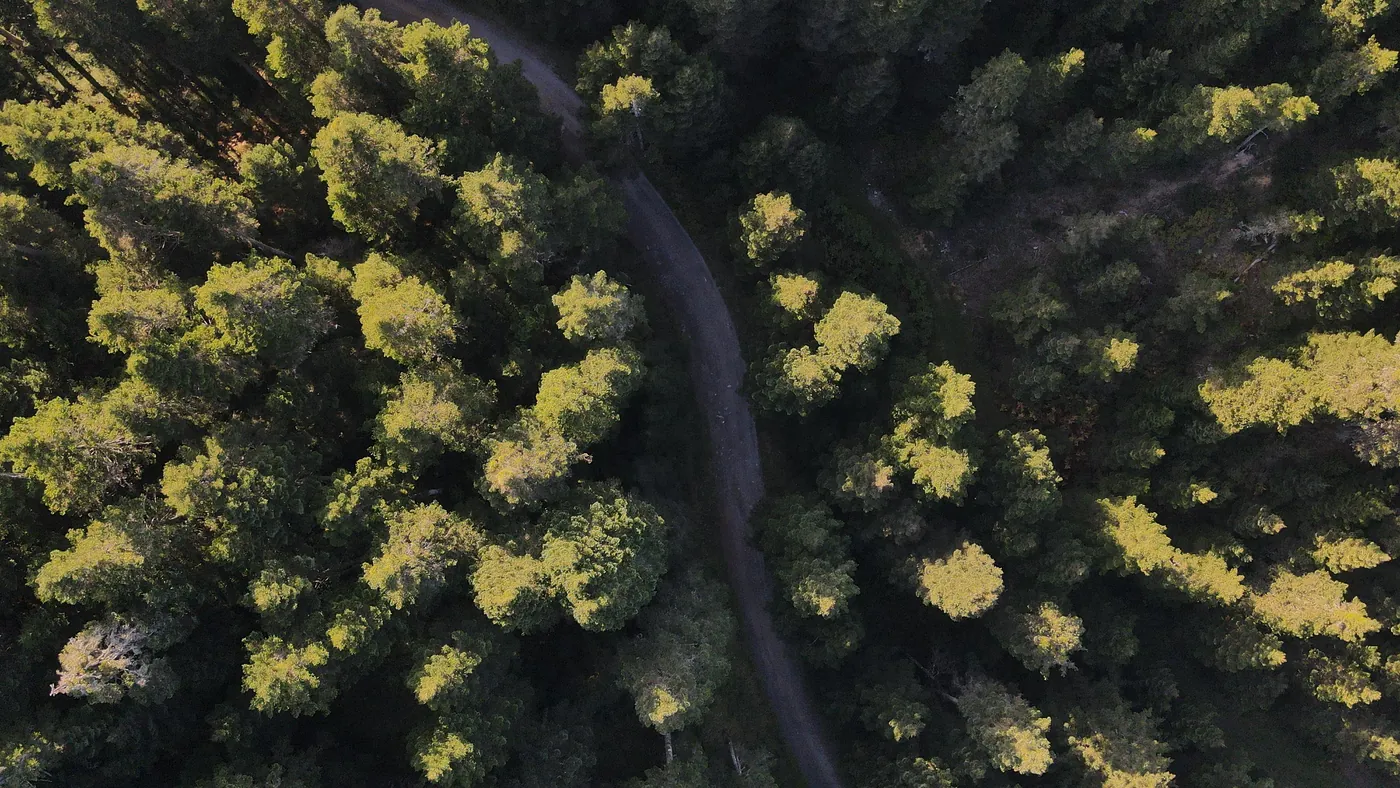 Aerial view over the dense fir forest of the Menalo mountains in low sun, with ridges behind