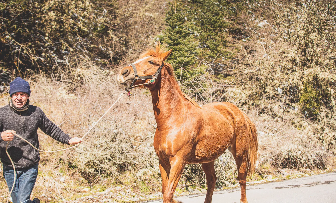 A man leading a chestnut horse along a paved mountain road beside bare trees and firs