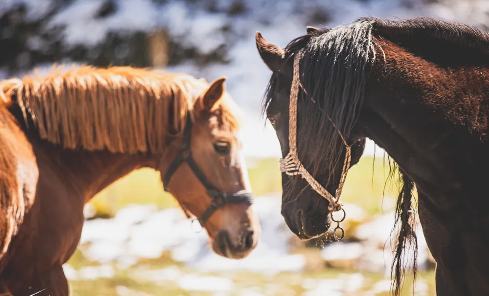 A chestnut and a dark horse standing head to head on a snowy meadow